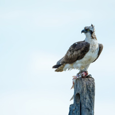 Andalucía, refugio del águila pescadora con 23 parejas que anidan entre Cádiz y Huelva.
REMITIDA / HANDOUT por ENDESA
24/4/2026