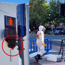 Un enjambre de abejas en un semáforo de Valencia obliga a intervenir a los Bomberos.