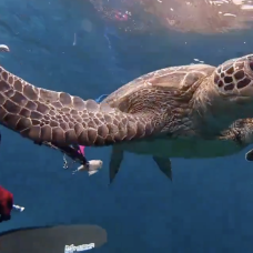 Una tortuga 'abofetea' a un buzo.