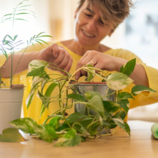 Cuidar plantas de interior