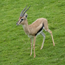 El nuevo macho de gacela de Thomson ya se ha integrado en la sabana multiespecie de BIOPARC Valencia.