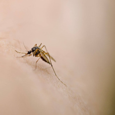 La llegada del calor dispara la presencia de mosquitos y multiplica la búsqueda de soluciones para evitar picaduras.