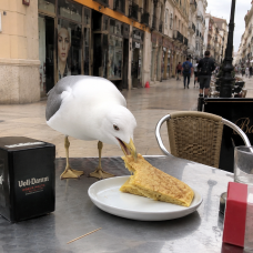 Una gaviota comiéndose un pincho de tortilla en una terraza