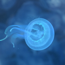 Ejemplar joven de medusa Aurelia aurita.