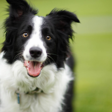 El Border Collie está considerado una de las razas más inteligentes del mundo, pero también una de las que requieren más estimulación y experiencia por parte de sus dueños.