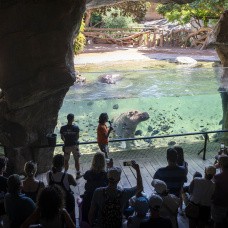 Bioparc Valencia mantiene su posición entre los mejores parques de animales del mundo gracias a la valoración de miles de visitantes.