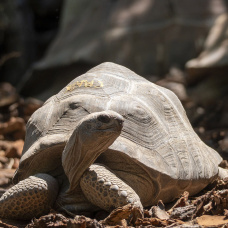 Una de las tortugas gigantes de Aldabra que ya puede contemplarse en el nuevo recinto inaugurado por Bioparc Valencia.