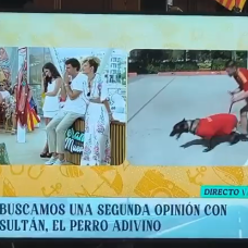 Sultán, el perro futurólogo más famoso del mundo entero.
