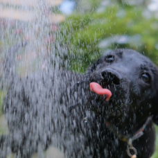 Los juegos con agua pueden ayudar a refrescar a los perros en los días calurosos, siempre con supervisión y sin sustituir el acceso a sombra y agua potable