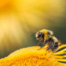 Una picadura de abeja puede ser muy dolorosa
