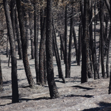 Superficie forestal quemada durante el incendio forestal de La Mierla, a 19 de julio de 2026, en Muriel, Guadalajara.