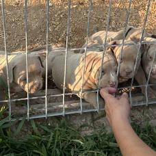 Detienen a 14 personas por comercializar perros con amputaciones ilegales de orejas y rabo en toda España.