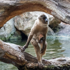 La nueva cría de dril permanece junto a su madre, Muyuka, mientras continúa su adaptación al grupo de Bioparc Valencia.