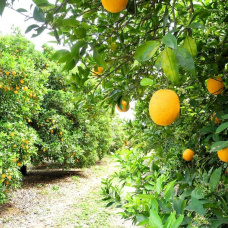 Campo de limoneros.

REMITIDA / HANDOUT por LA UNIÓ
Fotografía remitida a medios de comunicación exclusivamente para ilustrar la noticia a la que hace referencia la imagen, y citando la procedencia de la imagen en la firma
05/12/2024