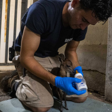 La nueva cría de duiker rojo de Natal evoluciona favorablemente bajo la supervisión del equipo de Bioparc Valencia.