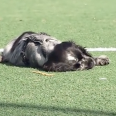 Gösta, el perro con narcolepsia.