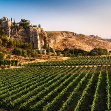 Un viñedo en Bodegas Licinia