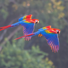 Los guacamayos establecen vínculos duraderos con sus parejas, con las que comparten el vuelo.