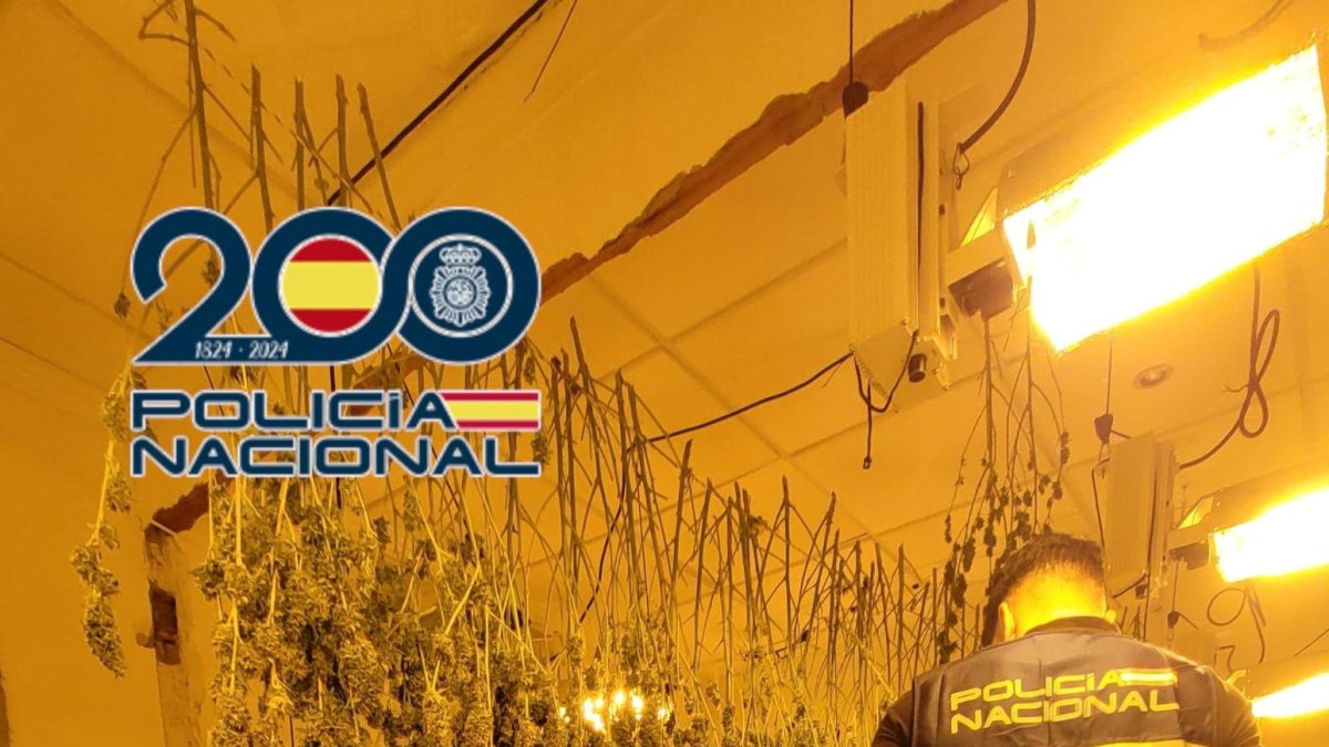Seis detenidos y desmantelada una plantación de marihuana en una vivienda en Elda