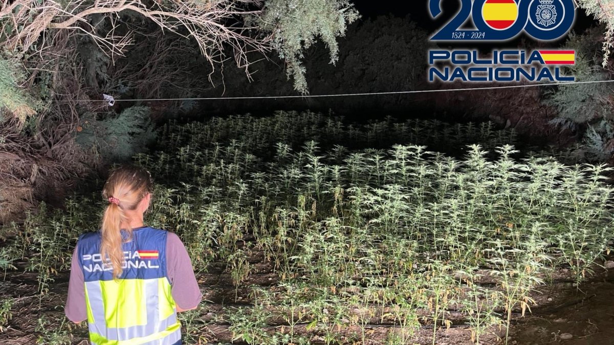 La Policía desmantela un "bosque de marihuana" en El Ejido (Almería)