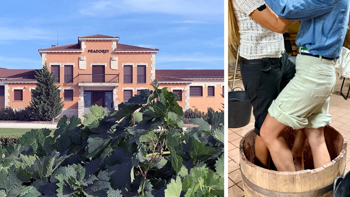 Vive la vendimia: pisa la uva y brinda en la Ribera del Duero