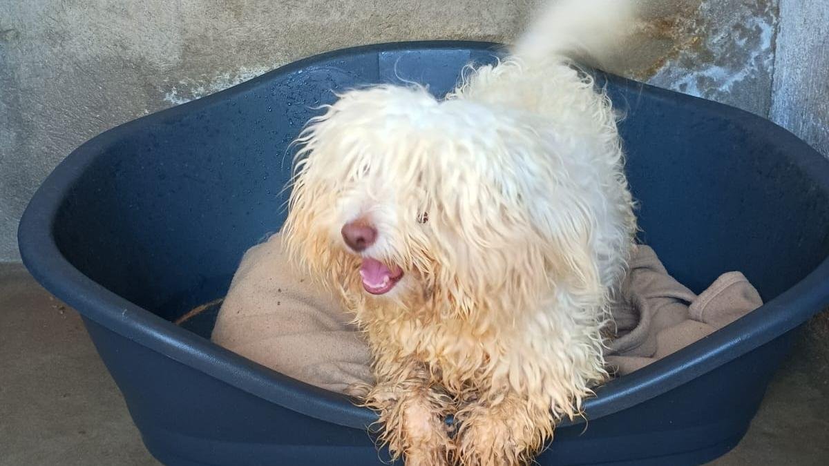 La Justicia frena el sacrificio de un perro llegado en patera y revive el 'caso Excalibur' durante la crisis del ébola