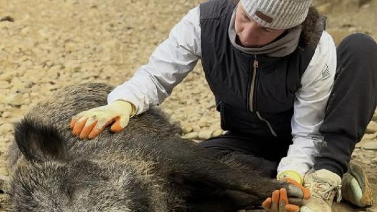 la fundadora de Refugi La Muntanyeta con uno de los cerdos que vivían en el santuario.