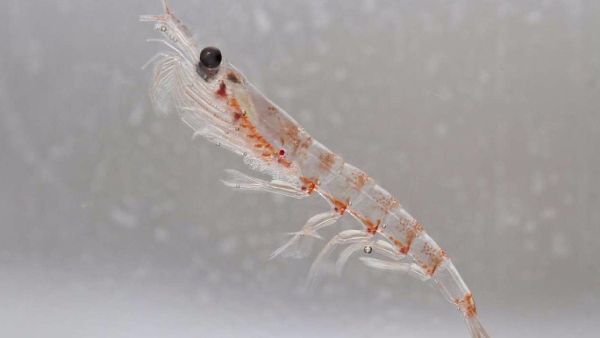 Los extraordinarios beneficios del aceite de krill