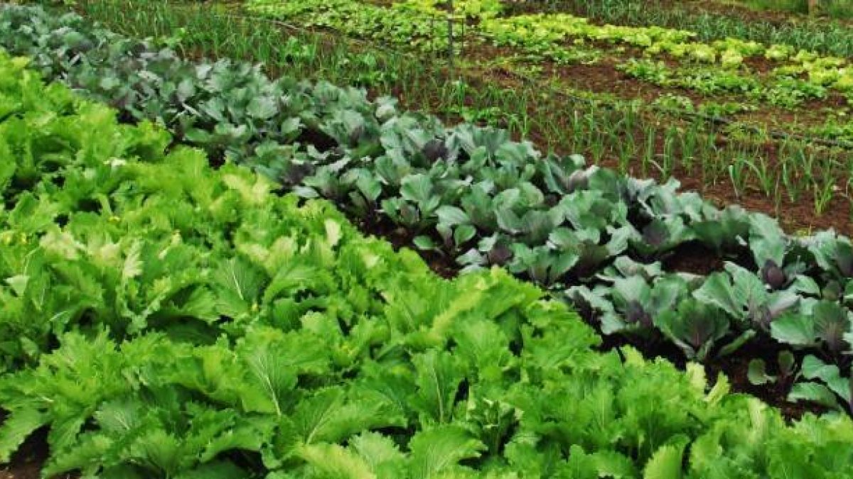 Agricultura destina una ayuda rácana para divulgar la agricultura ecológica