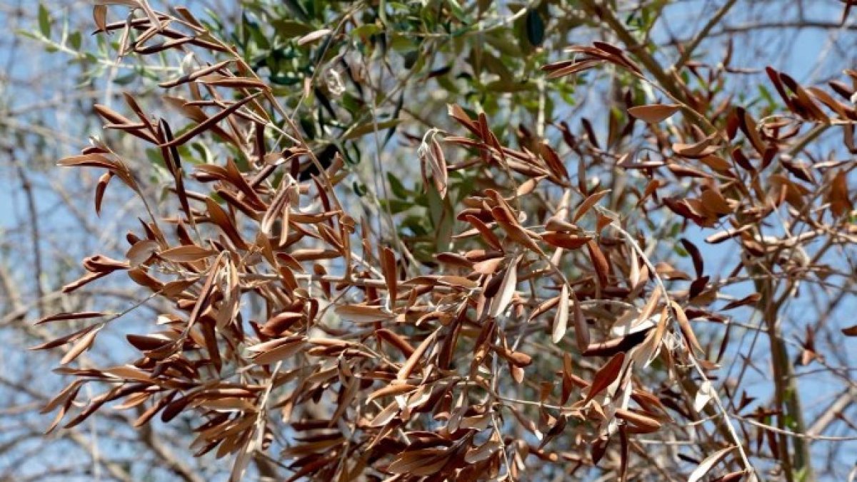 La situación actual de la Xylella fastidiosa en busca de soluciones