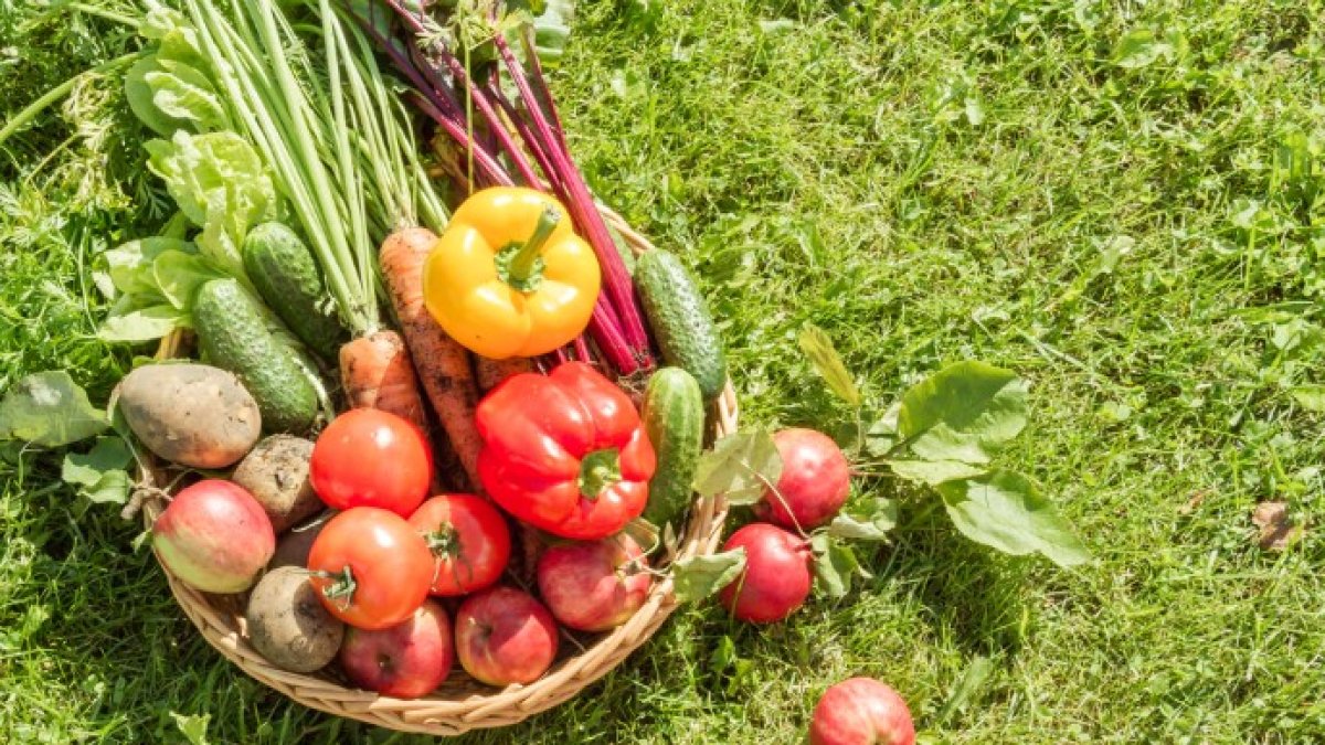 La producción ecológica aumenta un 286 % en los últimos 15 años