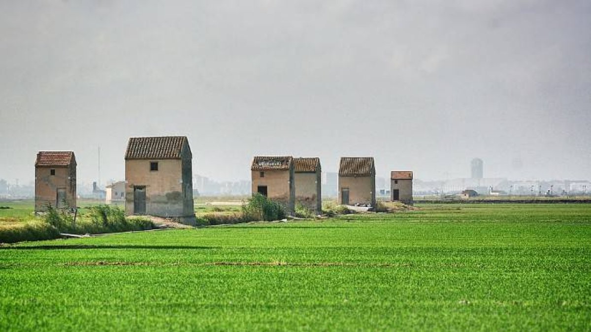 El arroz valenciano en peligro por las masivas importaciones desde Camboya