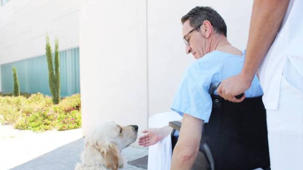 Animales en los hospitales