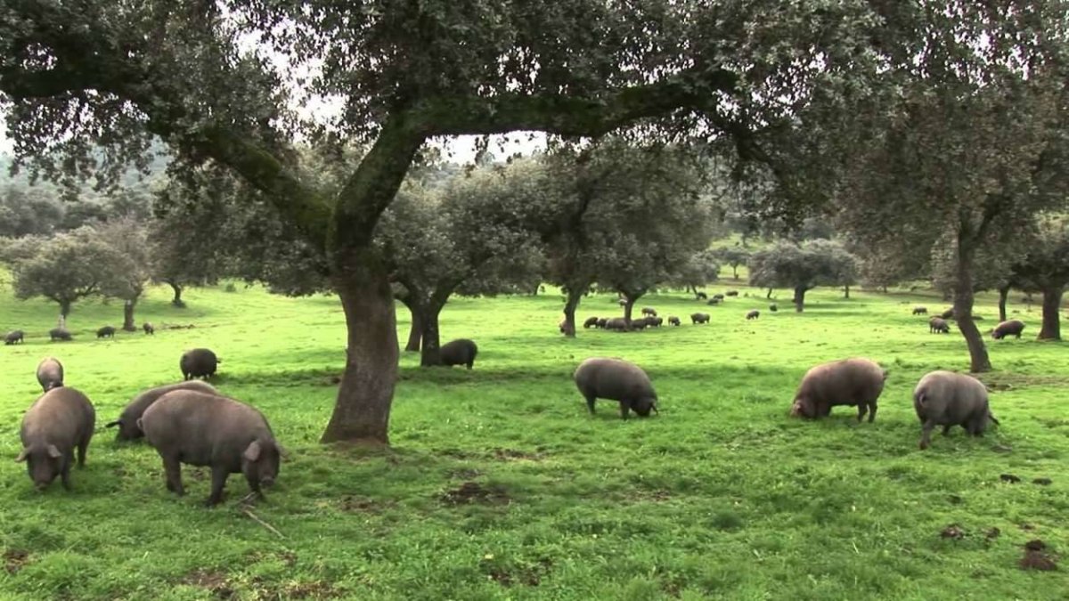 cerdos ibéricos alimentándose hocicando en plena montanera en la dehesa
