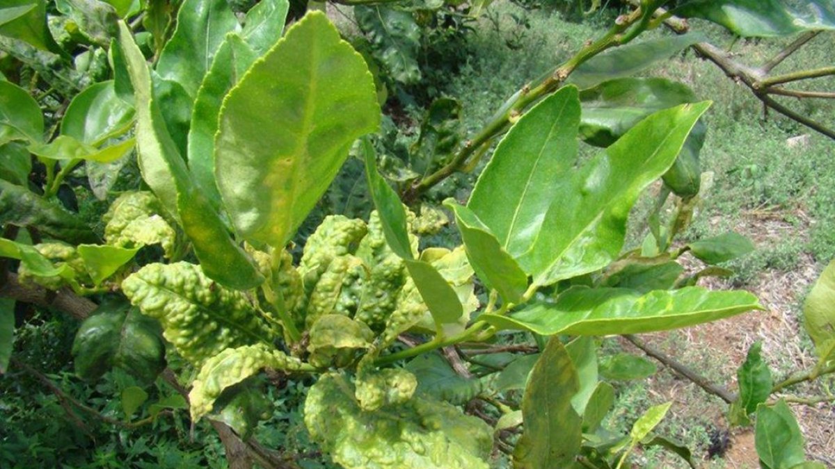 Los cítricos valencianos amenazados por una variedad de mandarina furtiva