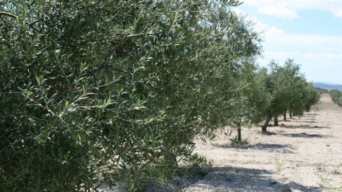 Campaña de miseria para el olivar valenciano