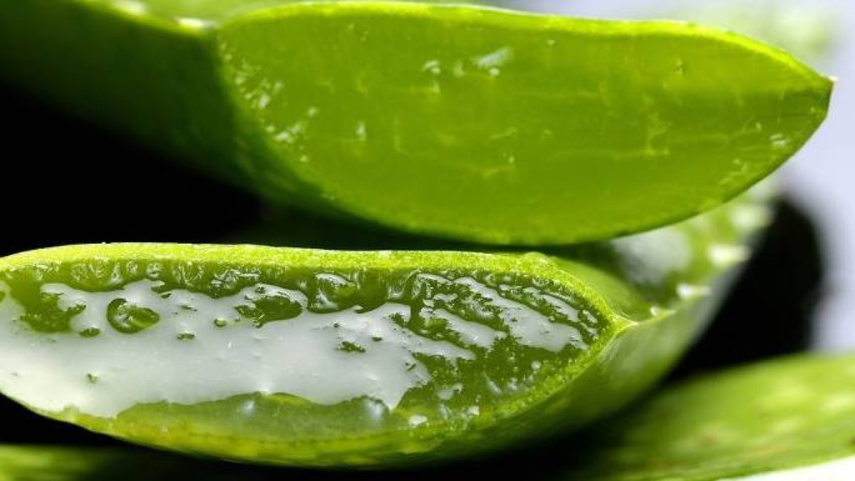 ¿Conoces los beneficios del aloe vera?