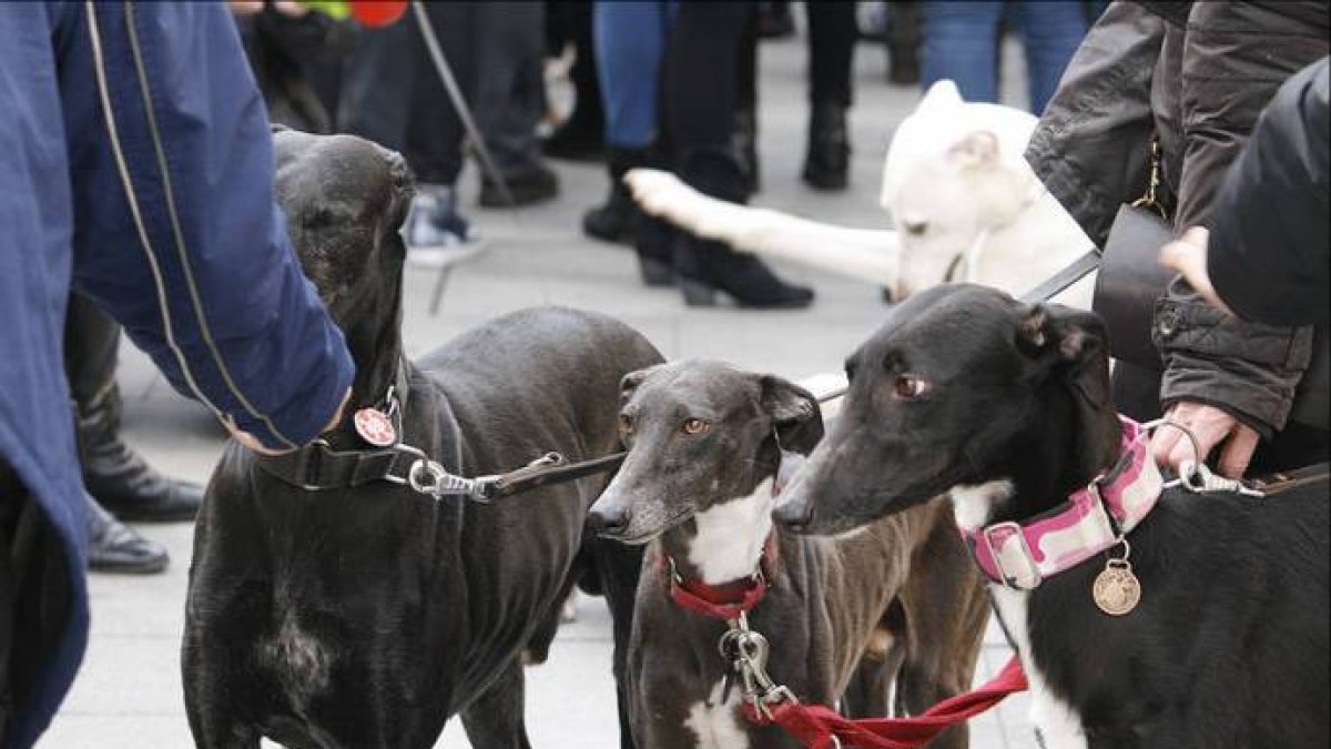 Derecho animal, la última frontera