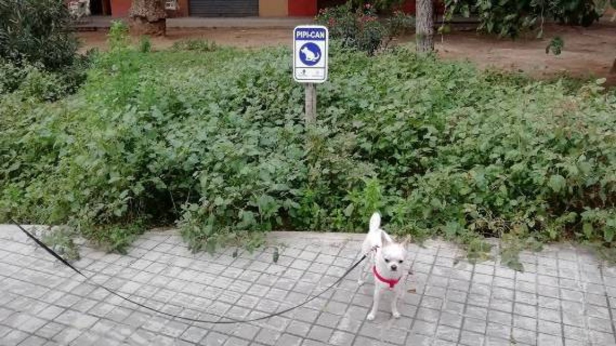 Imagen del pipi-can. FOTO: Twitter @civis68
