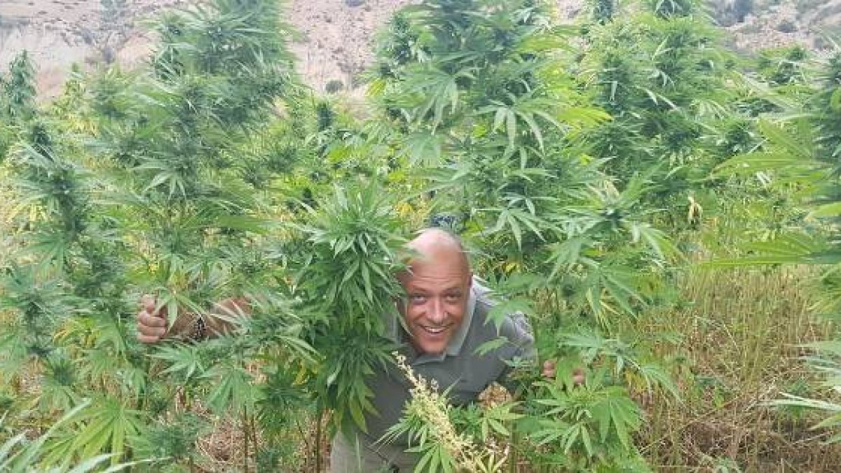 Un alcalde de Compromís sube fotos en una plantación de marihuana