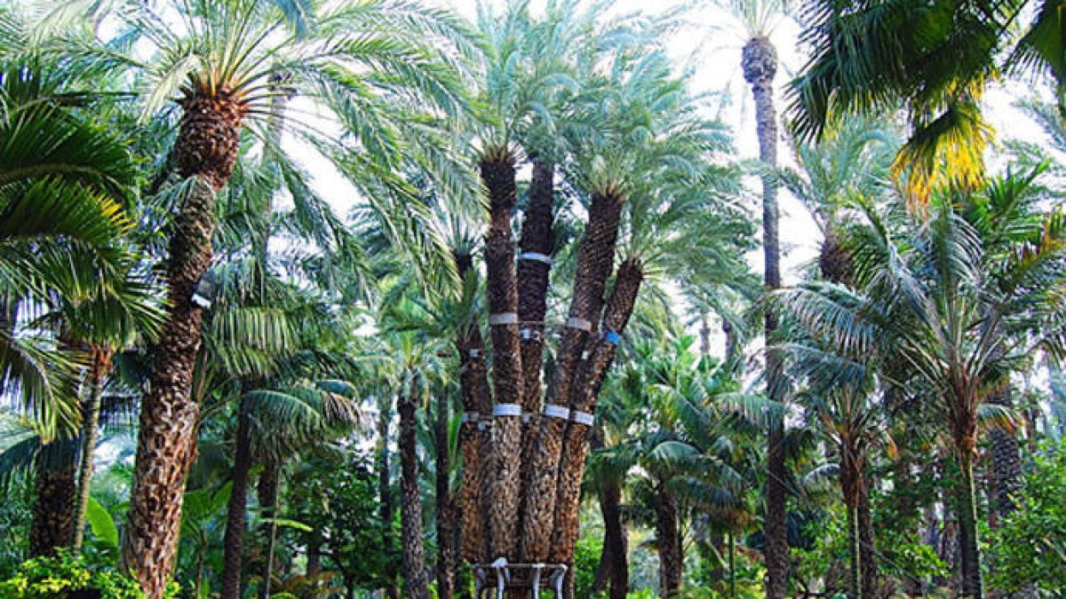 Palmera Imperial de Elche.