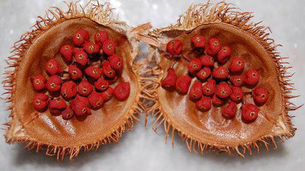 Achiote abierto