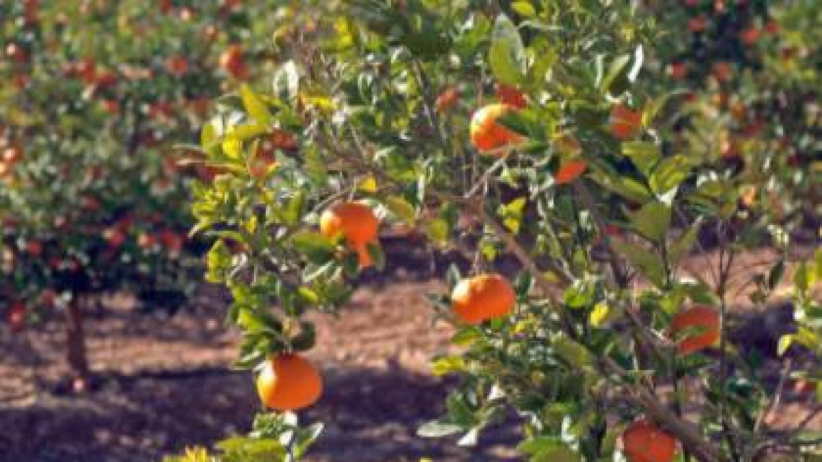 Campaña citrícola: Más producción, de menor calibre y con retraso de madurez