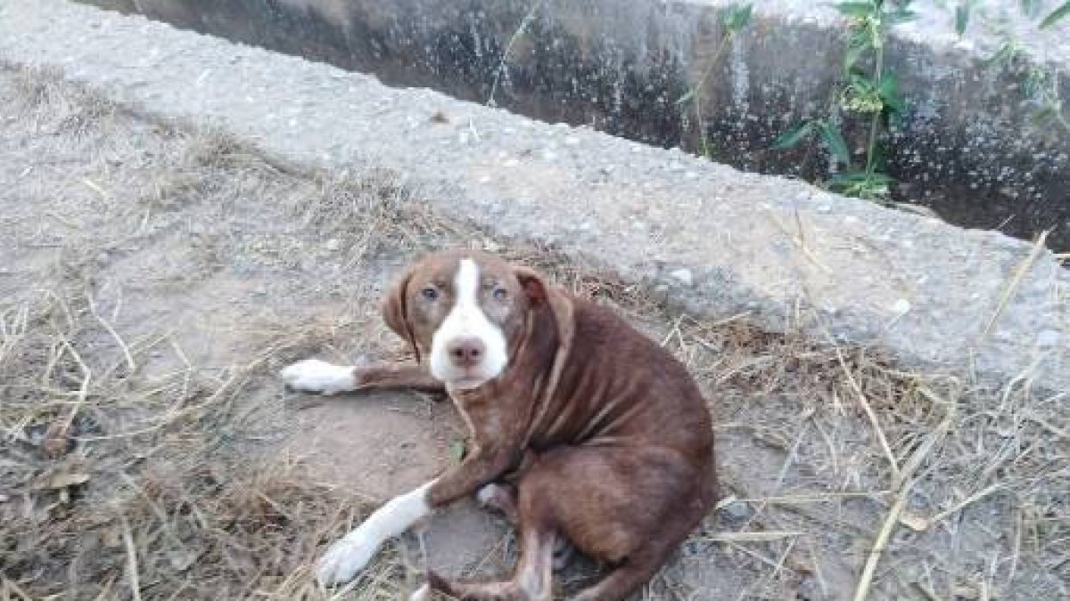 Perro que ha acompañado al anciano