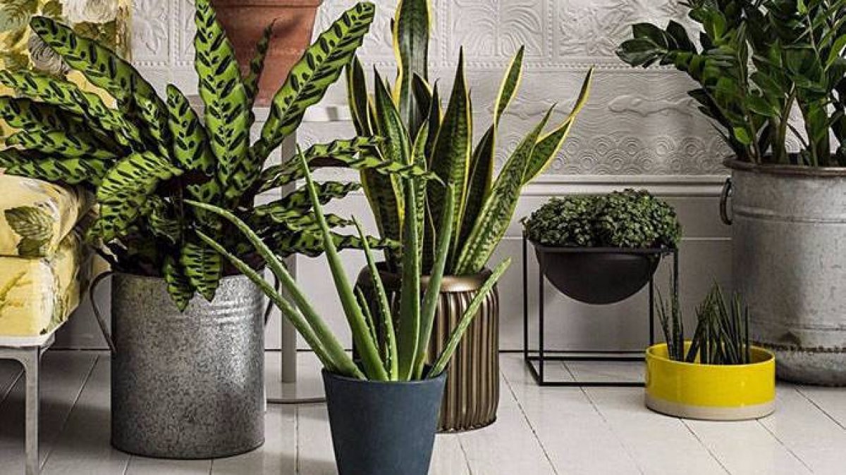 Descubre 7 plantas de interior fáciles de mantener