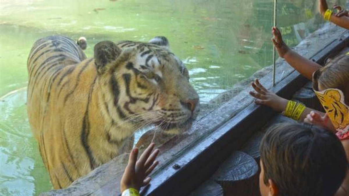 Uno de los tigres del Paqrue Terra Natura de Benidorm
