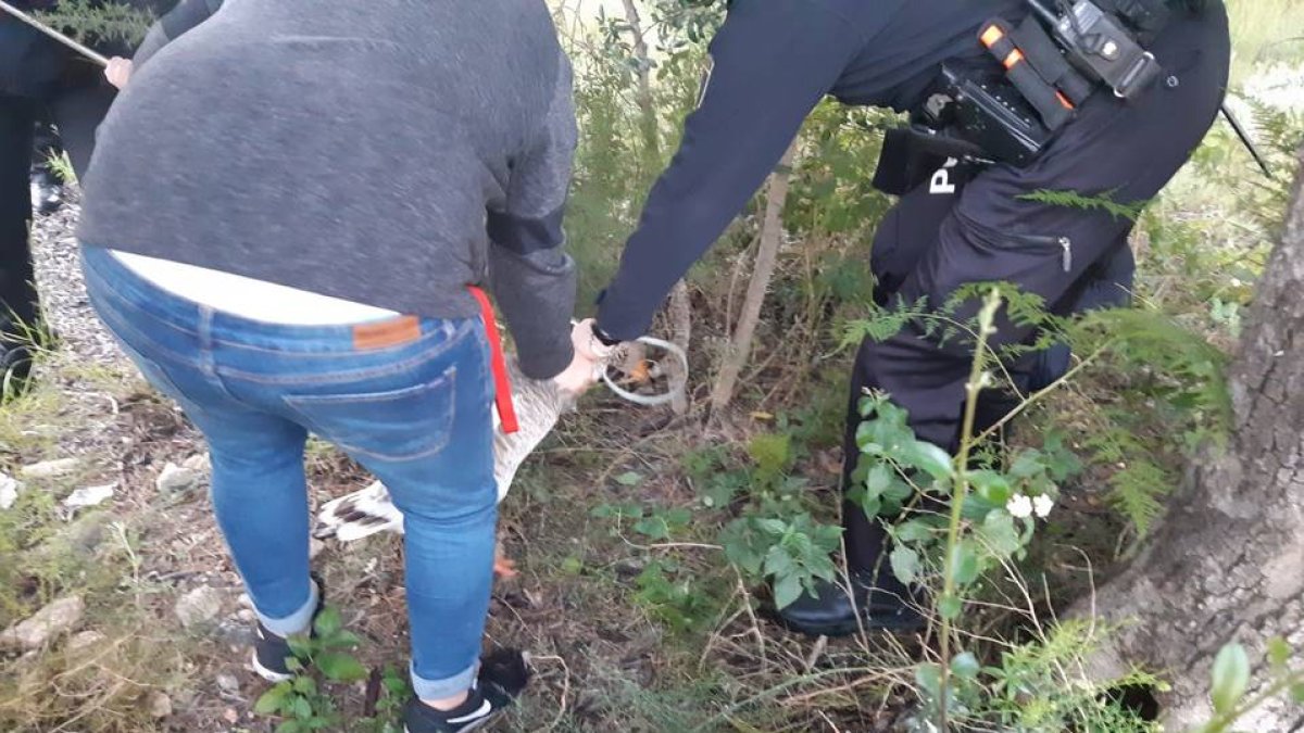 Despliegue policial en Moncada para atrapar a un oca agresiva