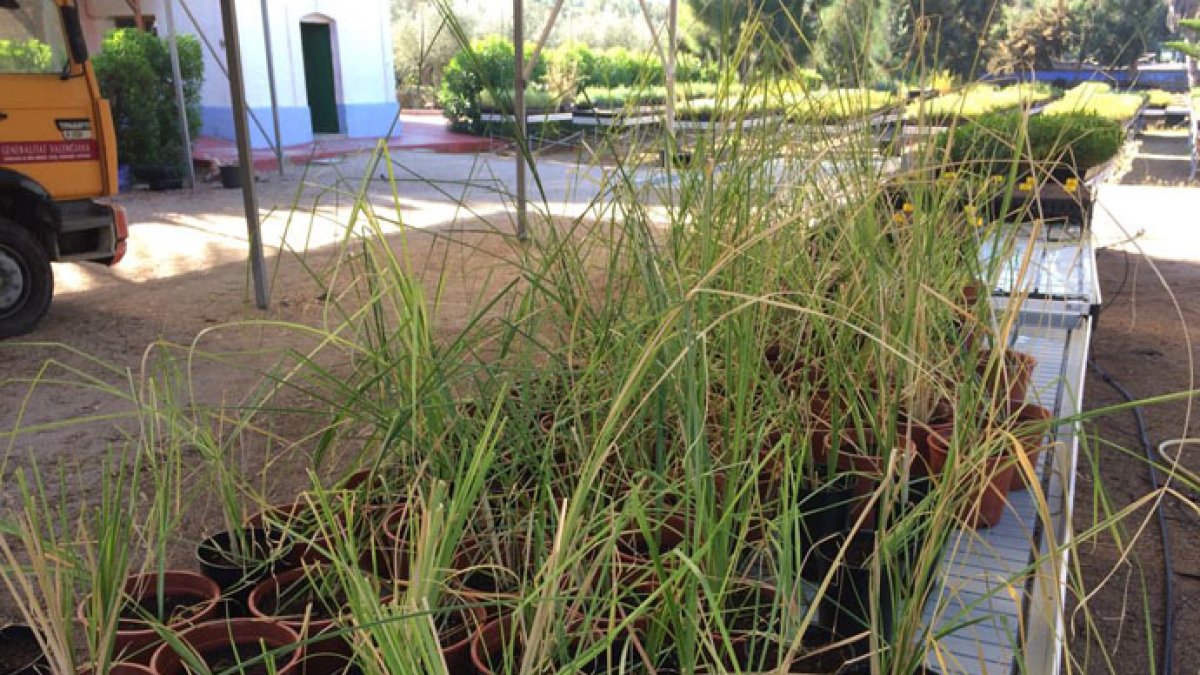 Quieren extender las plantaciones de Vetiveria.