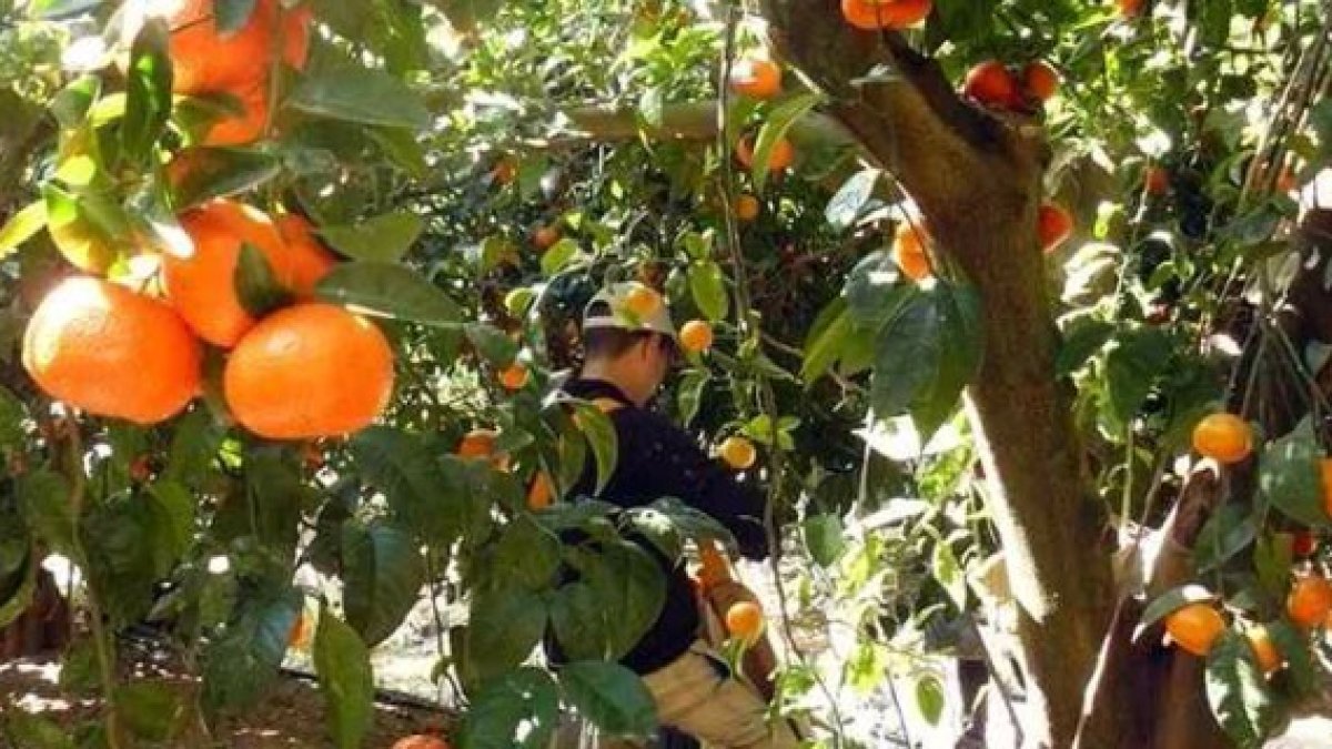 Los agricultores dispuestos  a manifestarse contra los supermercados