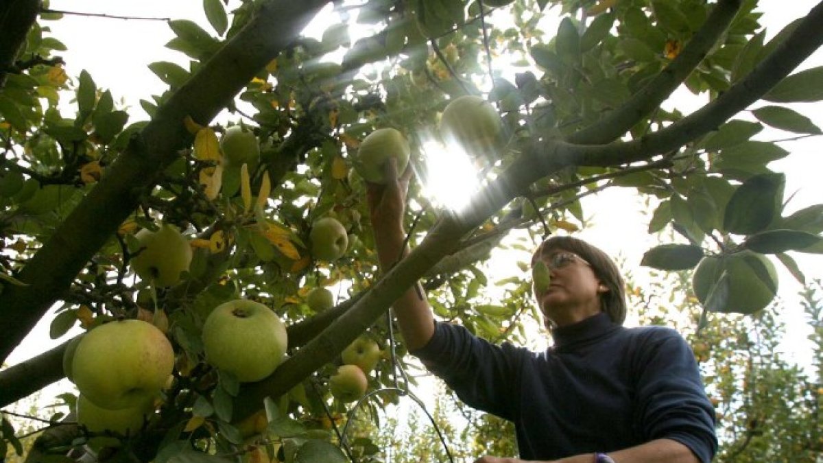 Reglamento Ómnibus: Nuevas oportunidades para el mercado de frutas y hortalizas